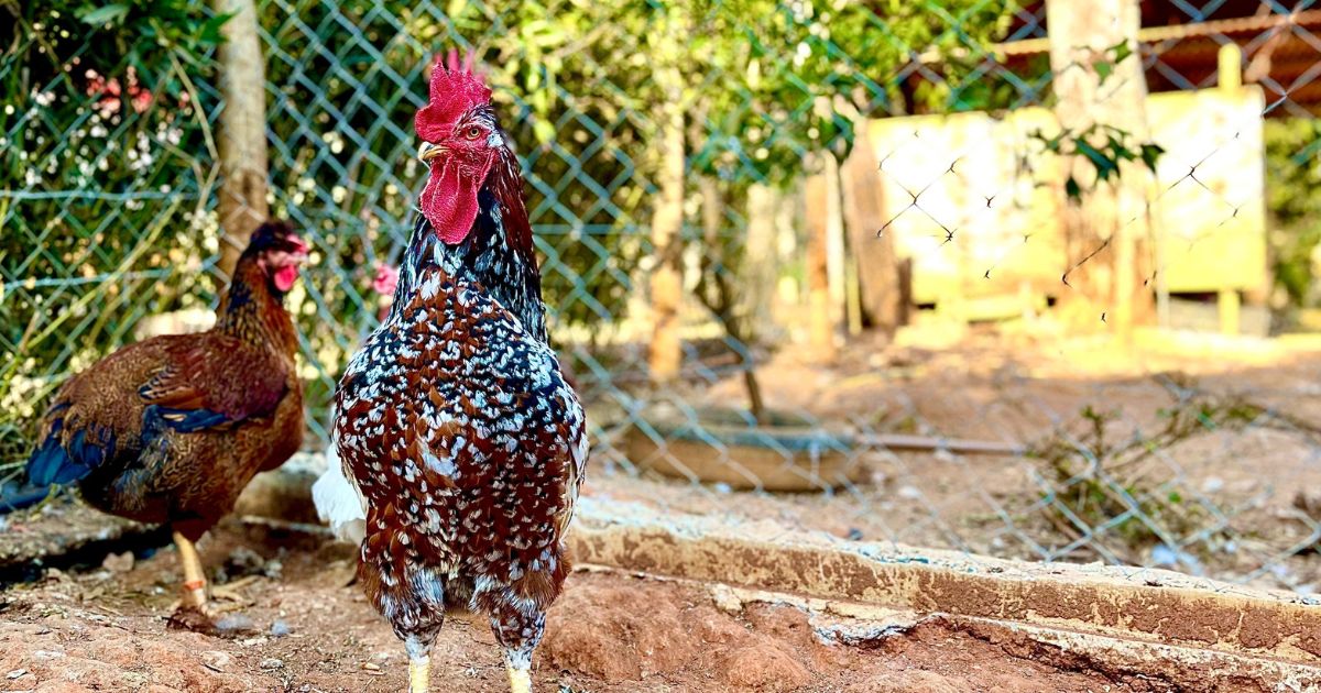 Galo posando ao sol próximo a vegetação natural